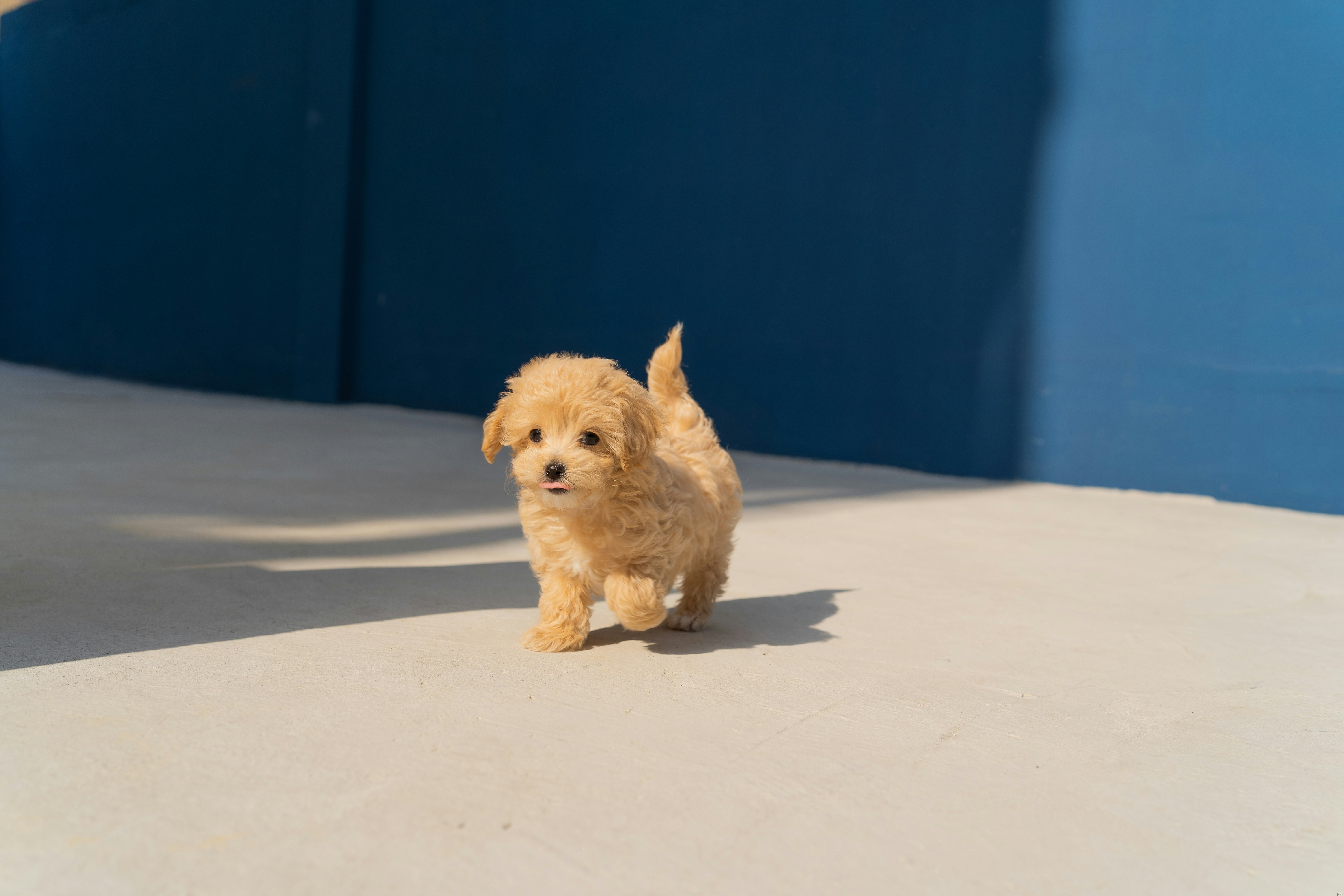 Pet sitting and daily care illustration